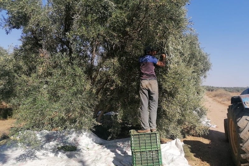 المغرب يمكّن أشجار الزيتون من الاستحواذ على أراضي الدولة المعبأة للاستثمار