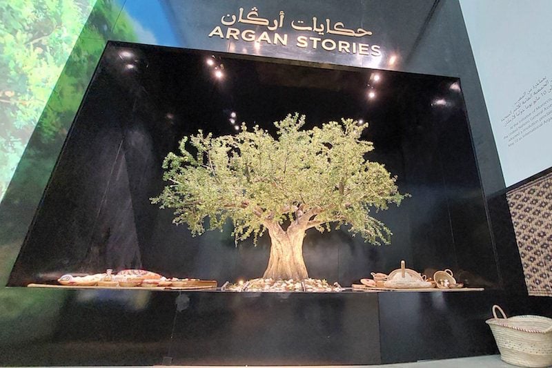 اليوم الدولي للاحتفال بالأركان يسائل استفادة المملكة من "الشجرة الفريدة"
