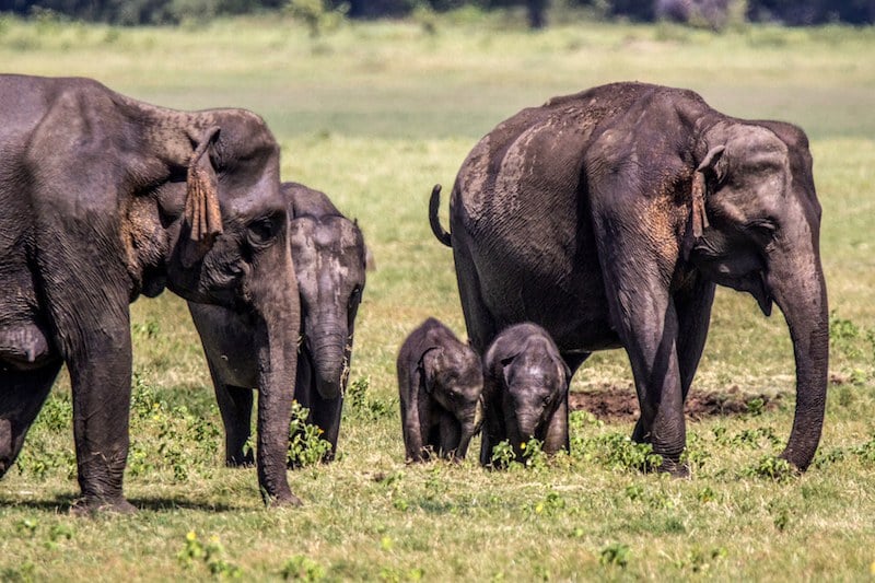 باحثون يعكفون على فك شفرة لغة الإشارة عند فيلة إفريقيا
